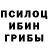 Псилоцибиновые грибы Psilocybe Kazbek Shhalahov